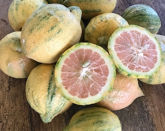 PINK Lemon/SEEDS/Maui Seeds/Variegated Lemon/Maui Seeds/Hawaii grown Fruit SEEDS/Maui Grown Fruit/Home Garden/Fruit Seeds/