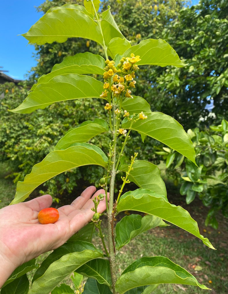 Peanut Butter Fruit/seeds/ Peanut Butter Fruit SEEDS/ Etsy