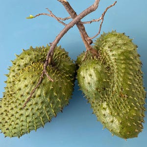 Soursop/Five (5) SEEDS/Annona muricata/Graviola/Maui Seeds/Fresh Maui Grown Seeds/Tropical Fruit/Hawaii Fruit Seed/Very Easy to Grow