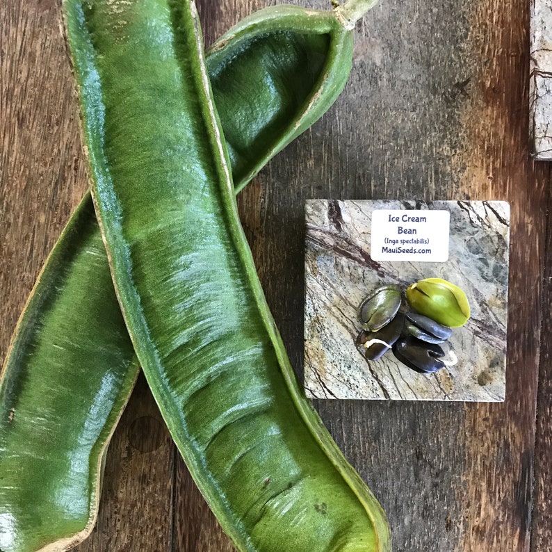 Ice Cream Bean/Ice Cream Bean Tree SEEDS/Inga spectabilis/Maui Etsy