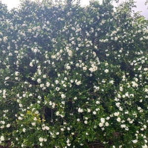 Mock Orange/Mock Orange Jasmine/Murraya paniculata/Orange jessamine/Maui Seeds/ Fragrant Flowers/Ornamental/Lei Flower/Bonsai/Lei Making