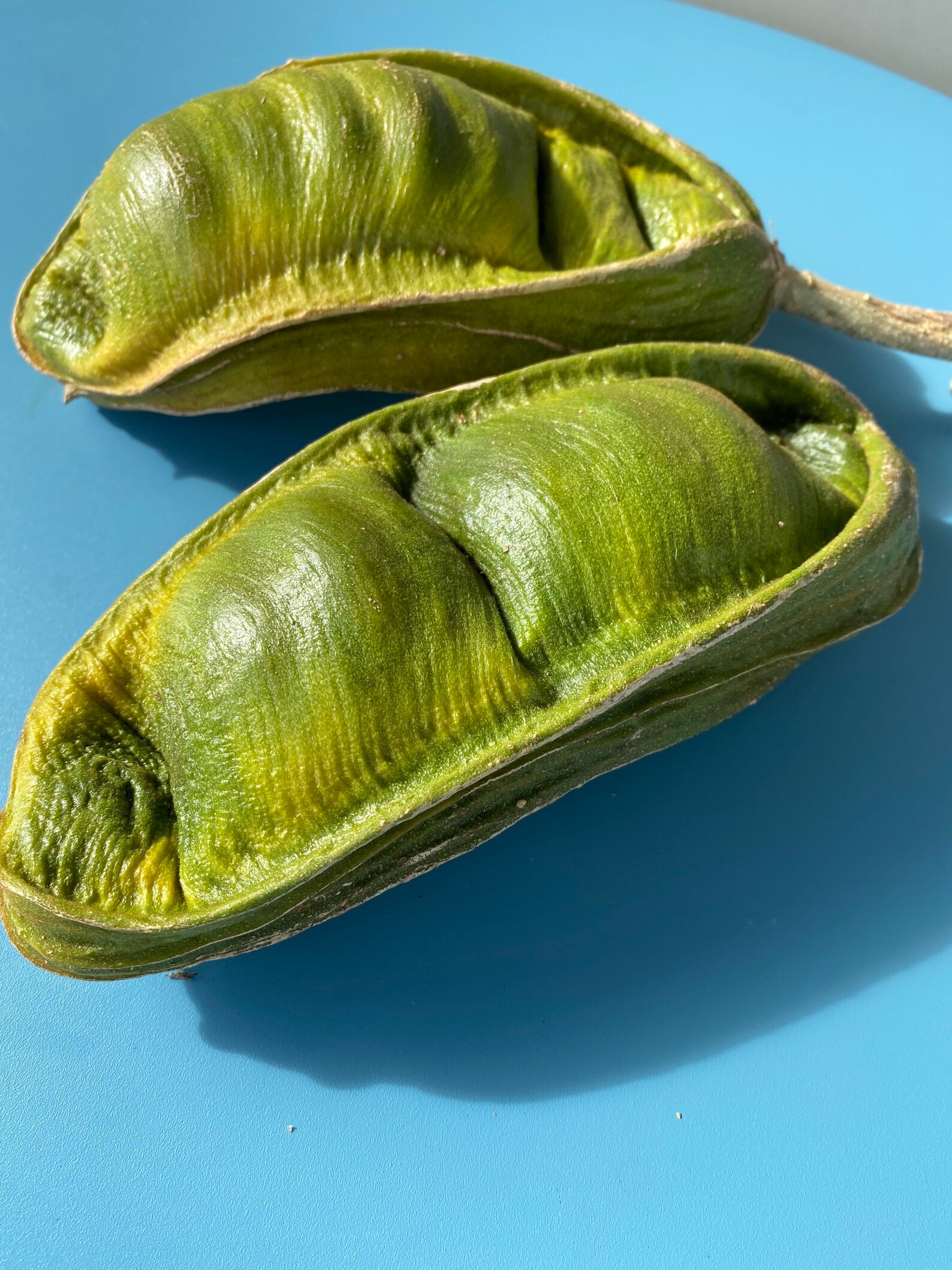 Ice Cream Bean/ice Cream Bean Tree Seeds/inga Spectabilis/maui Etsy