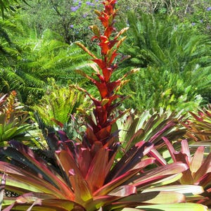 Alcantarea Imperialis bromeliad live plant