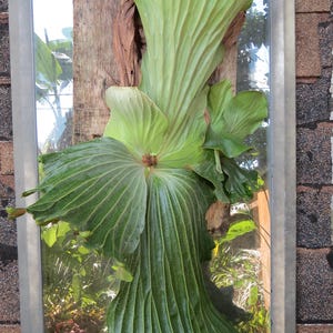 Platycerium Elephantotis Levende plant Groene olifantenoor hertshoornvaren