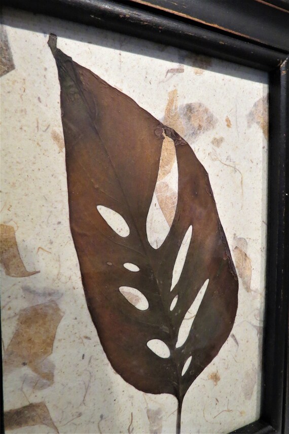 philodendron spec. kolumbien Philodendron sp. Colombia – unbeschriebener Samt-Aroid main image 1
