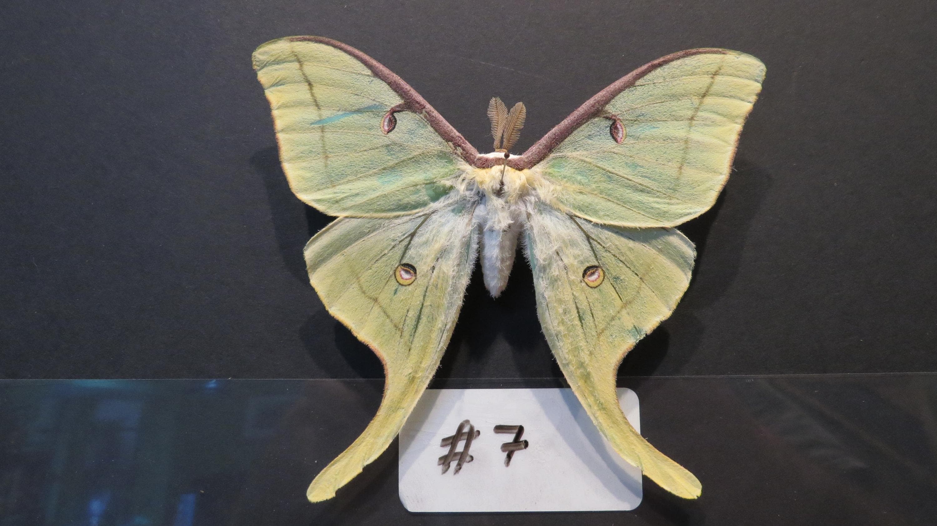 Luna moth specimen - Etsy 日本