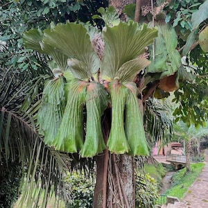Platycerium Elephantotis Live Plant Green Elephant Ear Staghorn Fern