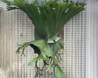 glücksfeder wurzelknolle Glücksfeder | Zamioculcas zamiifolia main image 0