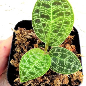 Dossinia marmorata jewel orchid - Etsy 日本