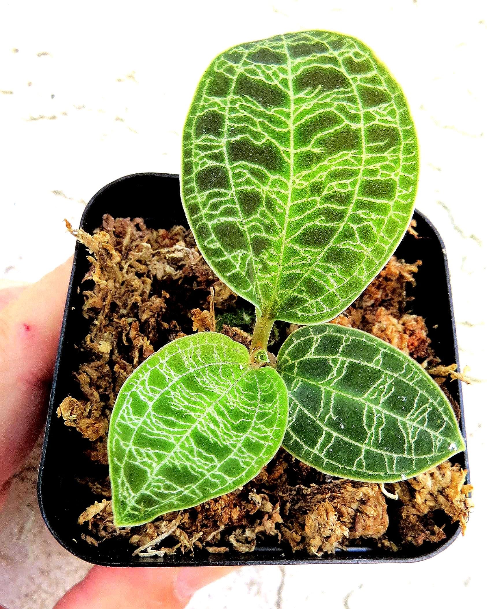 Dossinia marmorata jewel orchid - Etsy 日本