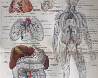 Vasos sanguíneos del Cuerpo Humano, arterias, anatomía, 1890 Litografía de colores originales, Impresión de enciclopedia, arte, decoración, raro, coleccionable