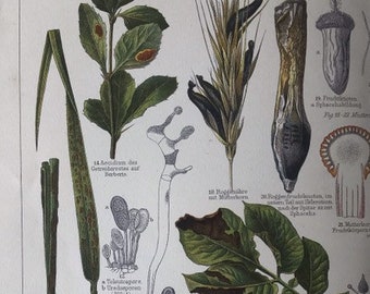 Enfermedades Vegetales, 1890 Litografía de color original Impresión de la Enciclopedia, antigua, naturaleza, plantas, arte, decoración, histórica, muy rara, collectab