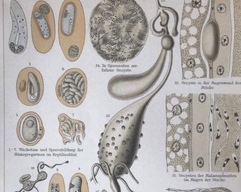 Parásitos, Haemosporida, 1890 Litografía de colores originales Impresión de enciclopedia, antigua, naturaleza, arte, decoración, muy rara, coleccionable