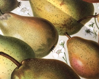 Diferentes tipos de peras, frutas, naturaleza, 1890 litografía de colores originales, impresión de enciclopedia, plantas, arte, decoración, muy raro, coleccionable