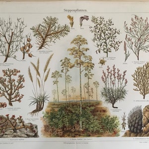 Plants of the Steppe, Original coloured lithography Encyclopedia print, antique, Nature, art, decor, historical, very rare, very collectable image 1