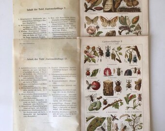 SET Garden Vermins, Insects, 1890 Original coloured lithography Encyclopedia print, antique, animals, nature, art, decor, rare, collectable