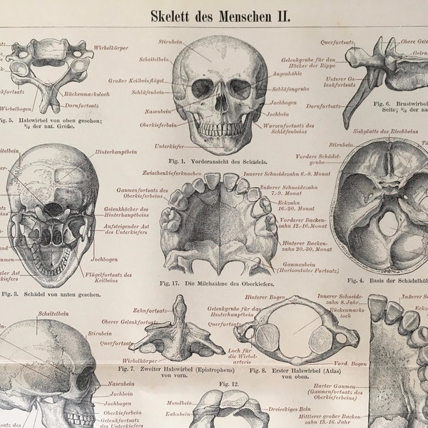 The human skeleton, Skelett des Menschen, 1890 Original coloured chromolithography, Encyclopedia print, art, decor, rare, collectable