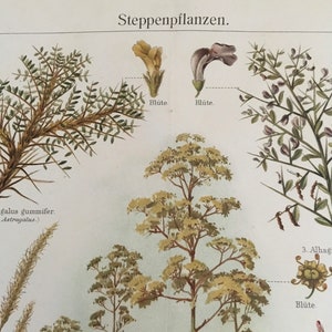 Plants of the Steppe, Original coloured lithography Encyclopedia print, antique, Nature, art, decor, historical, very rare, very collectable image 3