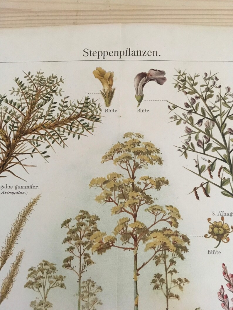 Plants of the Steppe, Original coloured lithography Encyclopedia print, antique, Nature, art, decor, historical, very rare, very collectable image 3