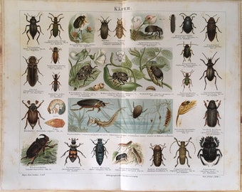 Escarabajos, insectos, Kéfer, 1890 Estampados originales de litografía de colores Enciclopedia, antiguos, naturaleza, arte, decoración, muy raro, coleccionable