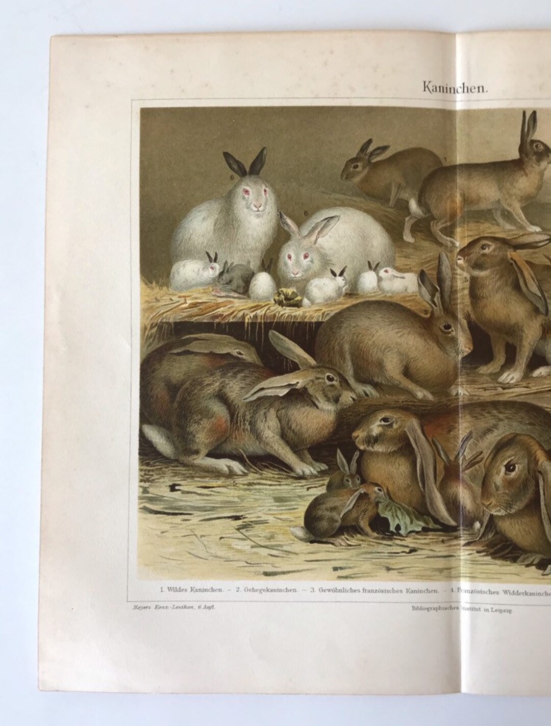 Cute Rabbits, Bunnies, Animals, 1890 Original Coloured Lithography ...