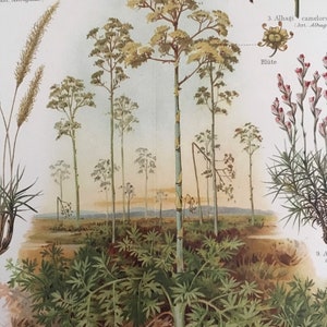 Plants of the Steppe, Original coloured lithography Encyclopedia print, antique, Nature, art, decor, historical, very rare, very collectable image 5