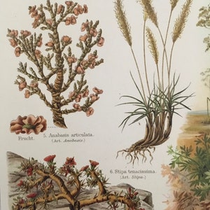 Plants of the Steppe, Original coloured lithography Encyclopedia print, antique, Nature, art, decor, historical, very rare, very collectable image 2