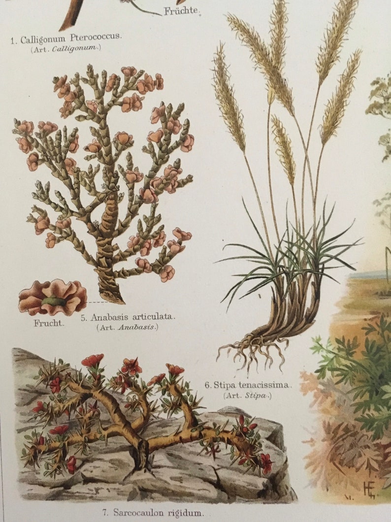 Plants of the Steppe, Original coloured lithography Encyclopedia print, antique, Nature, art, decor, historical, very rare, very collectable image 2