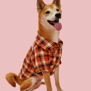 May include: A brown and white dog wearing a red and black plaid shirt. The dog is sitting on a pink background and has its tongue sticking out.