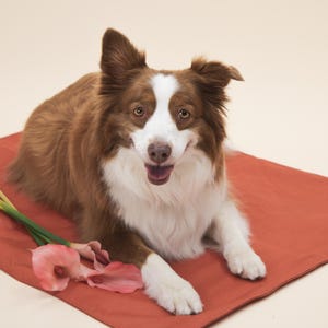 Dog Training and Travel Mat l Waterproof Canvas and Matching Bag