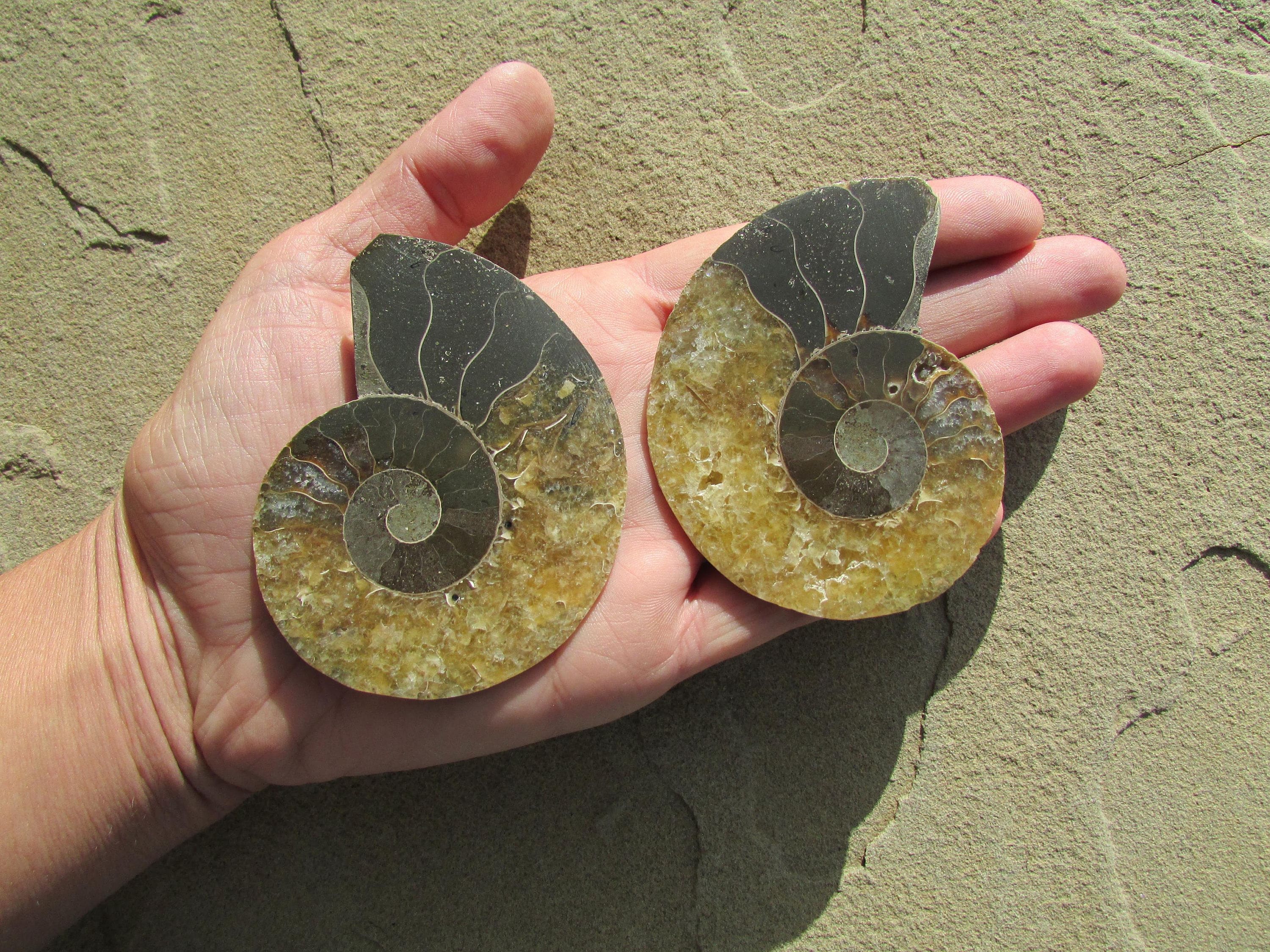 opalized ammonite opalized ammonite