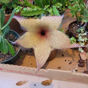 Stapelia gigantea Zulu Giant Starfish Demogorgon flower live plant cacti succulent toad plant