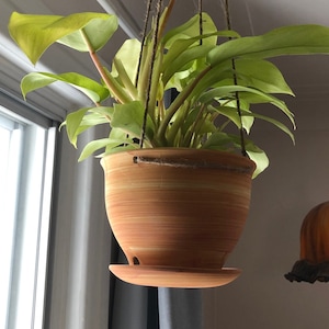 May include: A hanging planter with a light green plant in a terracotta pot with a saucer. The plant has large, light green leaves.