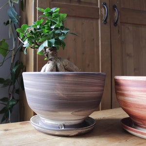 May include: A small bonsai tree with green leaves in a brown and white ceramic pot with a matching saucer. The pot has a striped pattern.