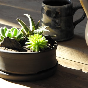 Puede incluir: Una maceta de cerámica negra con un platillo, llena de una variedad de suculentas, incluyendo una planta de aloe vera verde, una suculenta verde en forma de roseta y una suculenta verde con hojas puntiagudas.