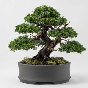 Handmade Dark Gray Bonsai Planter: Customizable Round Ceramic Pot, US tariff exempt