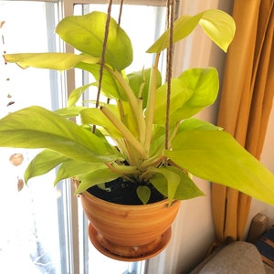 May include: A hanging plant with bright yellow-green leaves in a terracotta pot. The plant is hanging from a macrame hanger.