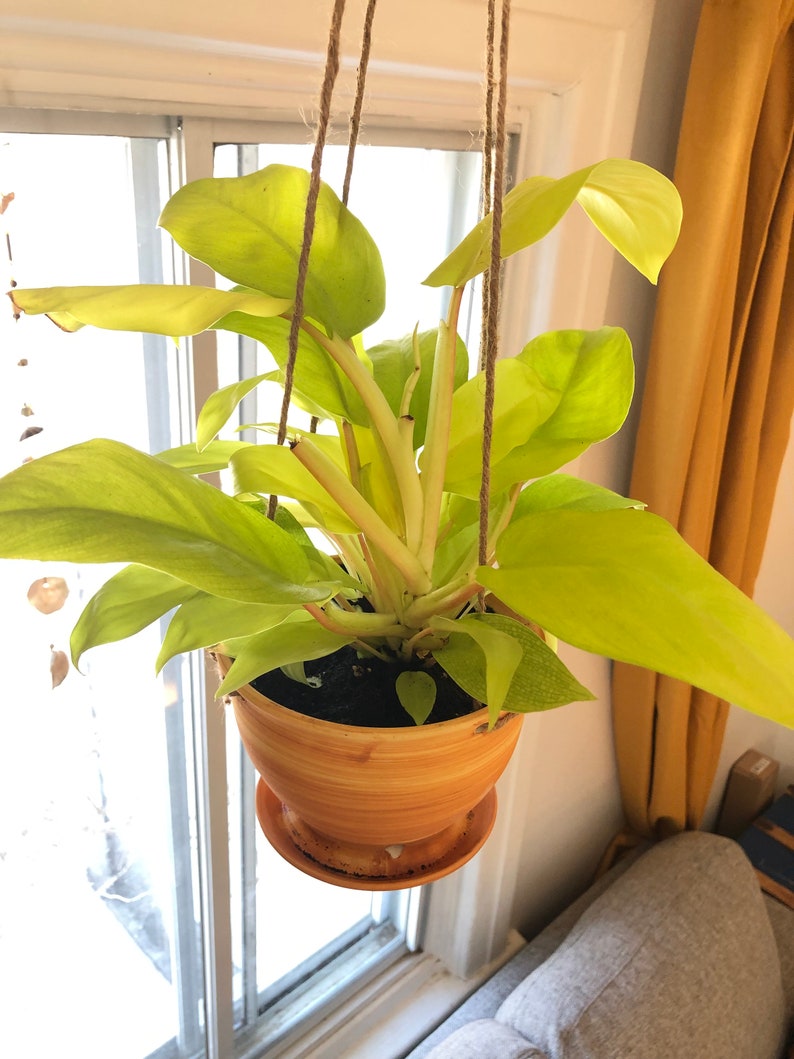 May include: A hanging plant with bright yellow-green leaves in a terracotta pot. The plant is hanging from a macrame hanger.