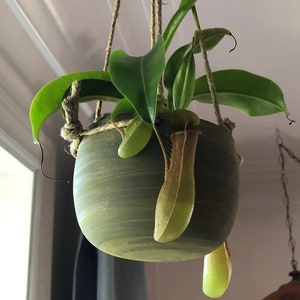 May include: A hanging green ceramic planter with a carnivorous pitcher plant. The plant has large green leaves and several pitcher-shaped traps, with a light brown and green color. The planter is suspended by rope.