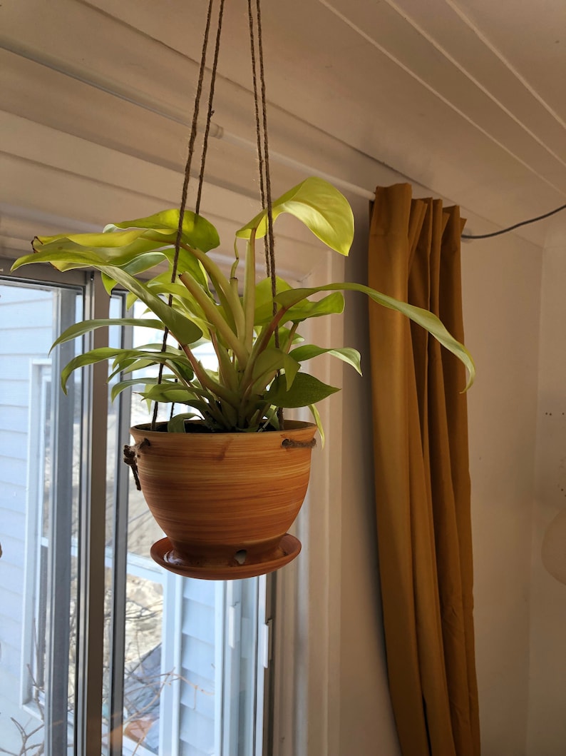 May include: A hanging plant with light green leaves in a brown ceramic pot with a saucer. The plant is hanging from a rope and is in front of a window and a yellow curtain.