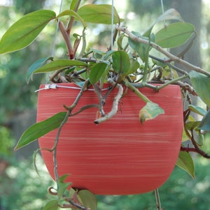 Peut inclure: Un pot suspendu en céramique rouge à rayures. Le pot est rempli d'une plante verte avec de longues vignes retombantes.