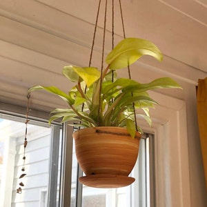May include: A hanging plant with light green leaves in a terracotta pot with a saucer. The plant is hanging from a window in a room with yellow curtains.