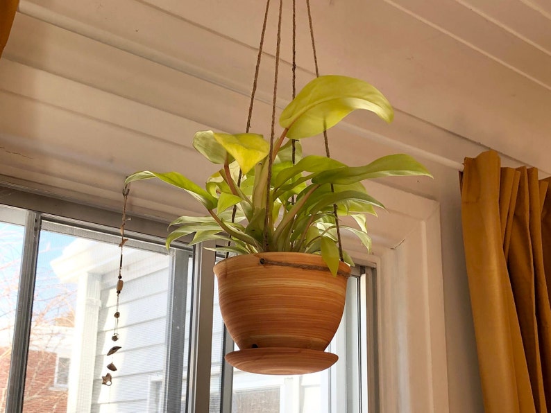 May include: A hanging plant with light green leaves in a terracotta pot with a saucer. The plant is hanging from a window in a room with yellow curtains.