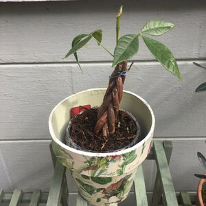 Può includere: Una piccola pianta verde intrecciata con foglie che crescono da un vaso di ceramica bianco con un motivo floreale. Il vaso è appoggiato su uno scaffale di legno verde.