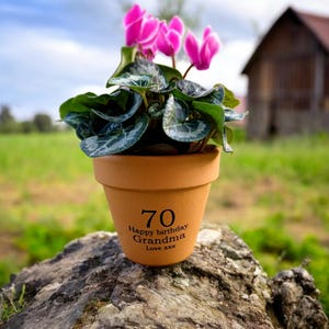 May include: A small terracotta pot with a pink cyclamen plant. The pot is decorated with the text "70 Happy birthday Grandma Love xxx".