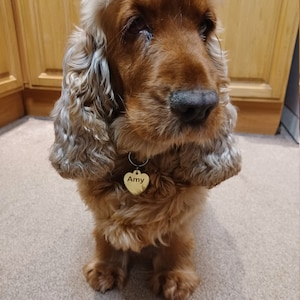 Puede incluir: Un perro Cocker Spaniel marrón y blanco con una etiqueta dorada en forma de corazón con el nombre "Amy" grabado en ella.
