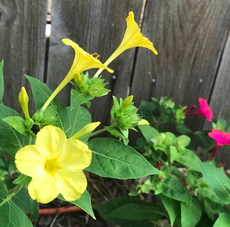 4 Oclock Seeds Four Oclock Seeds Mixed Multi Color 4 Oclock Etsy