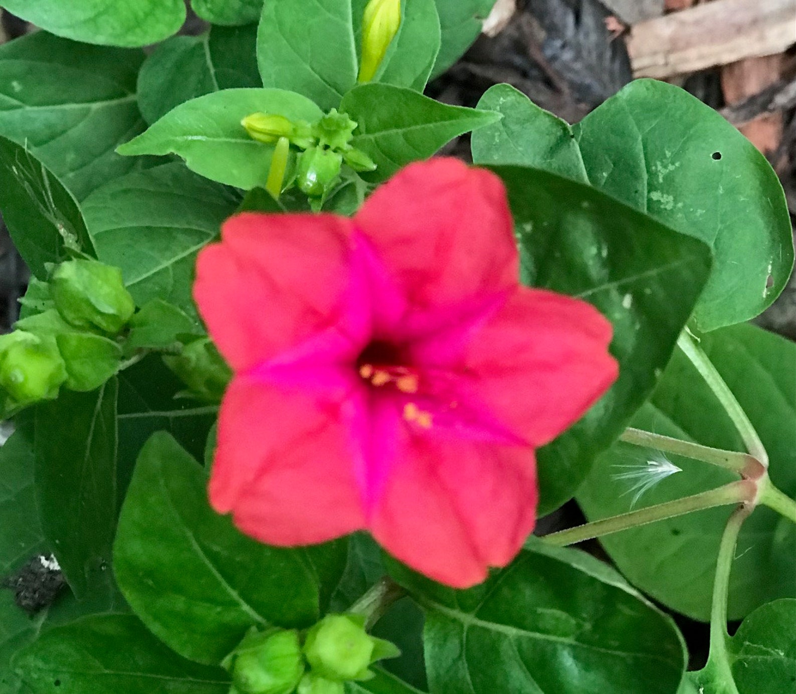 4 Oclock Seeds Four Oclock Seeds Mixed Multi Color 4 Oclock Etsy