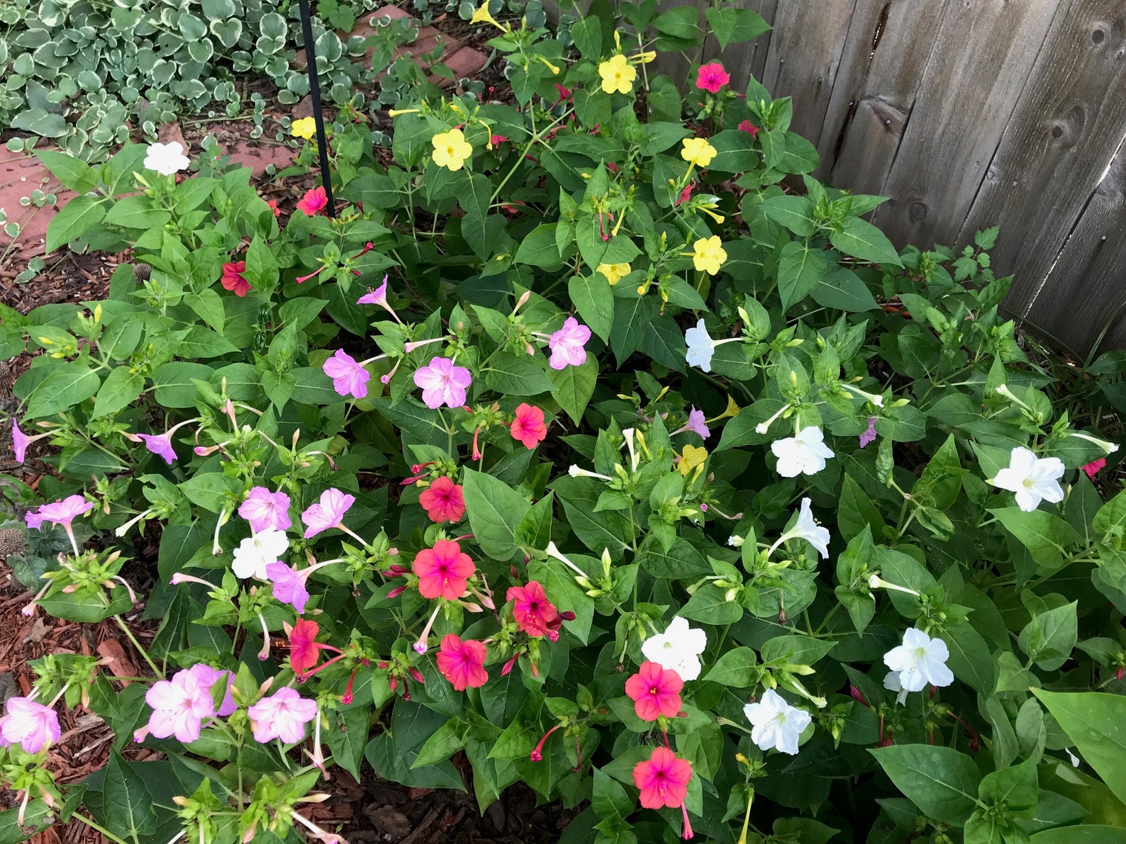 4 Oclock Seeds Four Oclock Seeds Mixed Multi Color 4 Oclock Etsy