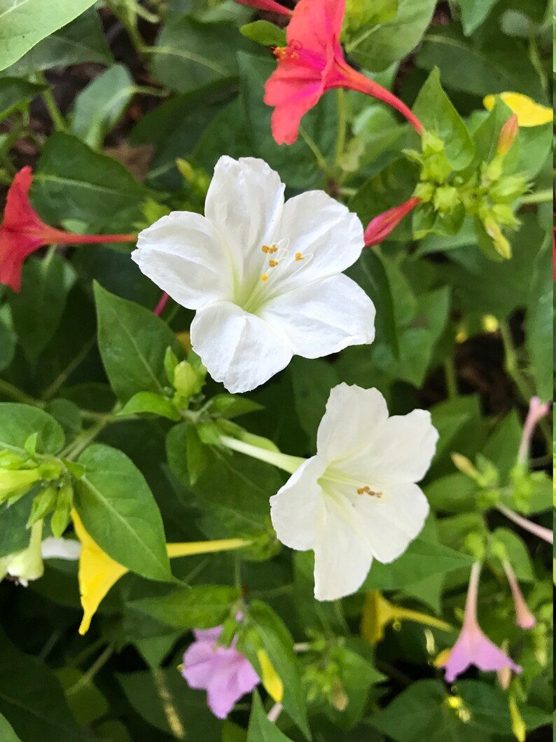 4 Oclock Seeds Four Oclock Seeds Mixed Multi Color 4 Oclock Etsy